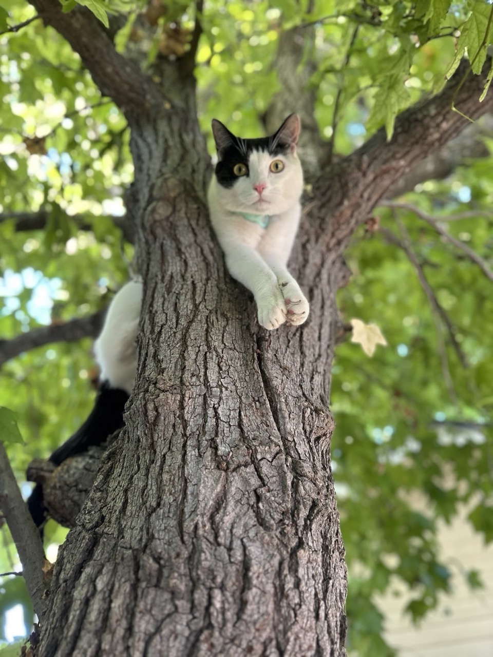image of tiago, our black and white tuxedo cat, up in a tree between 2 branches.